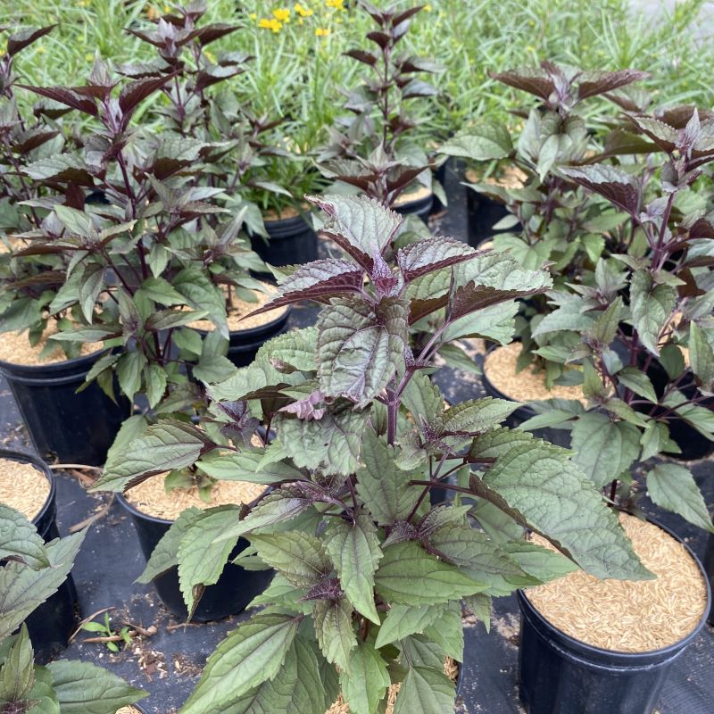 Young Eupatorium rugosum 'Chocolate' grown in 1-gallon pots.