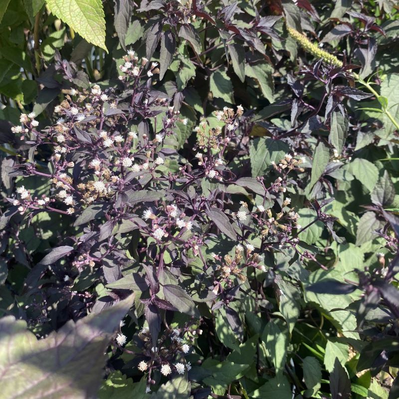 Mature Eupatorium rugosum 'Chocolate' in bloom with white flowers.