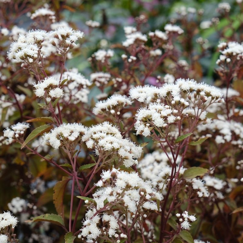 Close-up of white flowers and dark colored stems of Eupatorium rugosum 'Chocolate'.