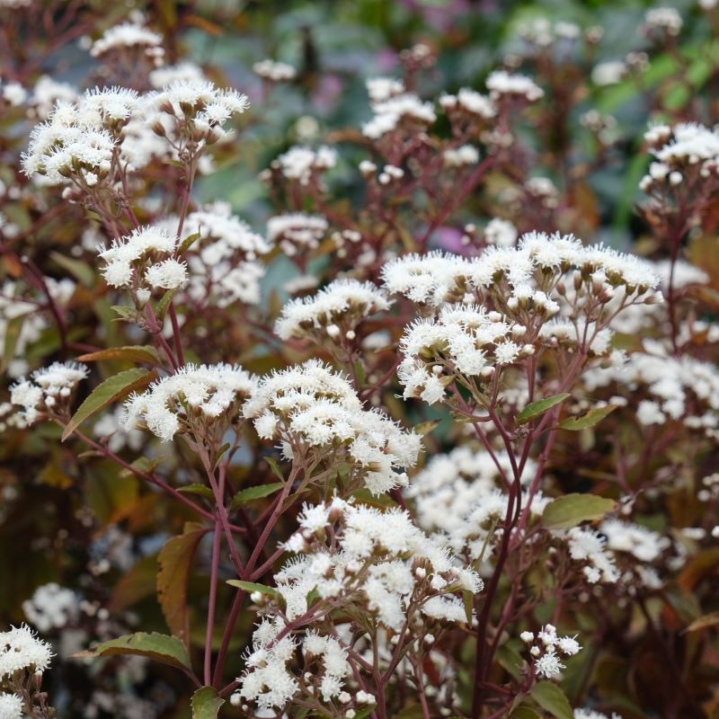chocolate snake plant Eupatorium rugosum 'Chocolate' (White Snakeroot) Unity Grown