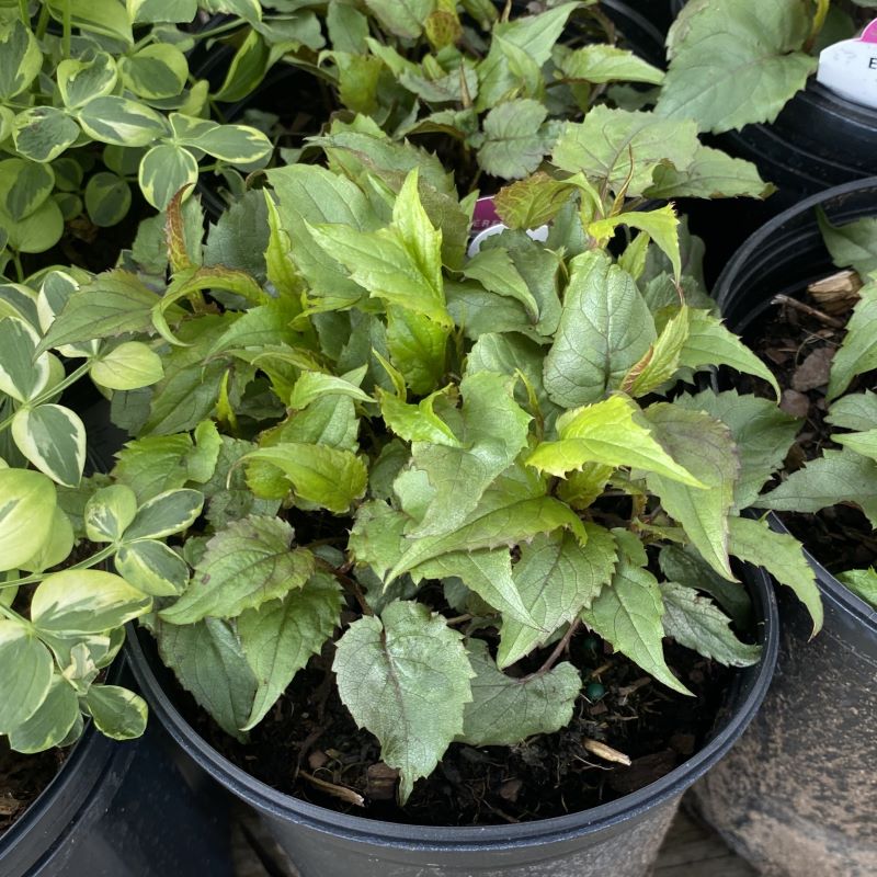 Foliage of Eurybia (Aster) divaricata 'Eastern Star' (White Wood Aster) grown in a gallon-sized container