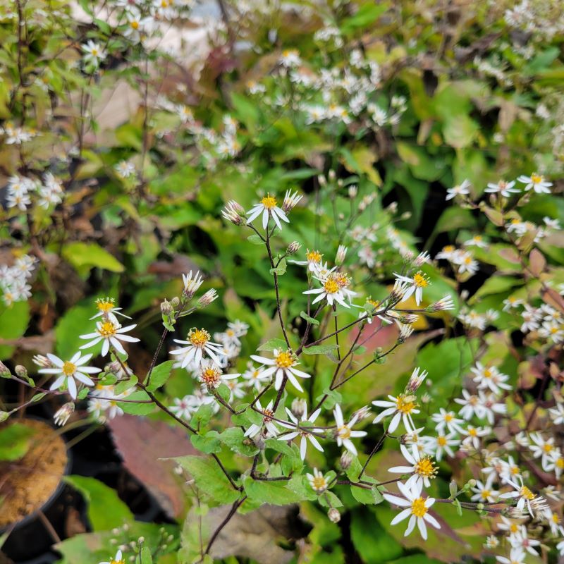 Close-up photo of the showy white and yellow flowers of Eurybia divaricata 'Eastern Star' white wood aster