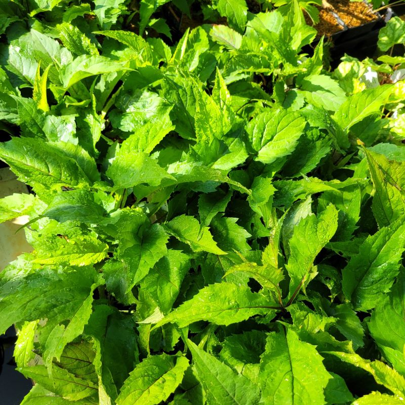 Broad, vibrant green foliage of Eurybia (Aster) divaricata 'Eastern Star' (White Wood Aster), grown in 1-gallon containers