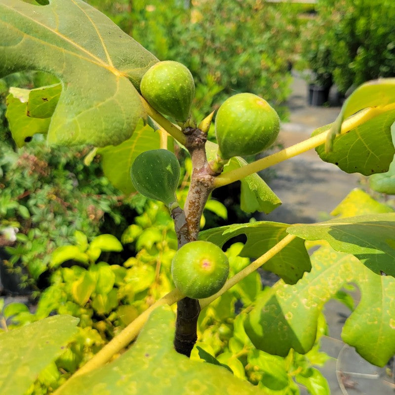 A photo of the developing green figs on a three-gallon specimen of Ficus 'Chicago Hardy' fig tree