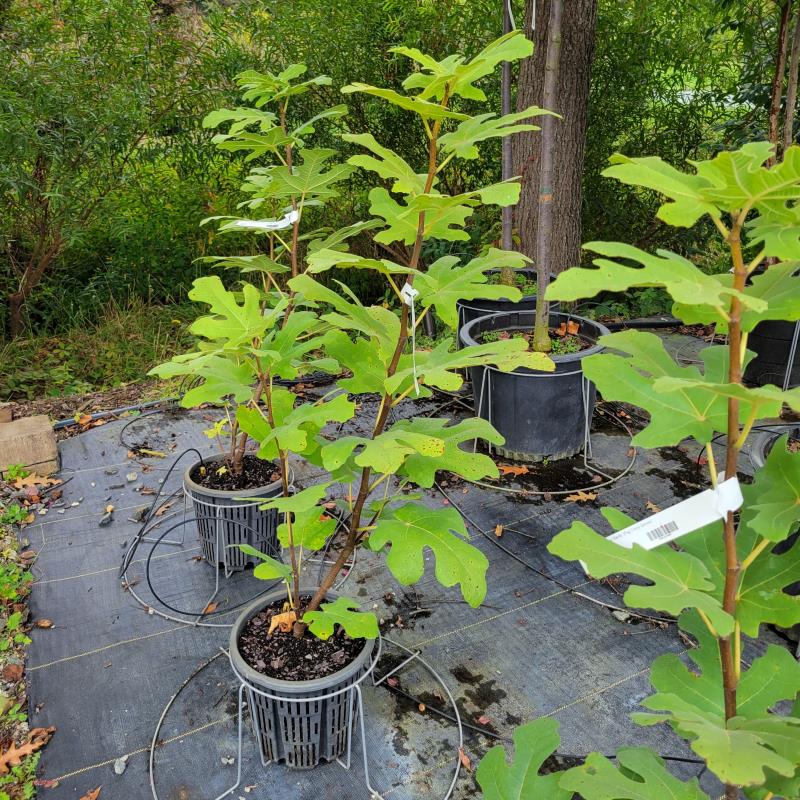 Ficus carica 'Chicago Hardy' fig trees grown in 3-gallon containers