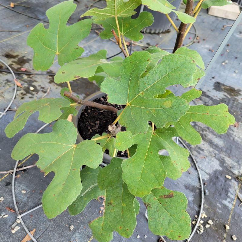 Close-up of the large lobed leaves of Ficus carica 'Chicago Hardy' fig