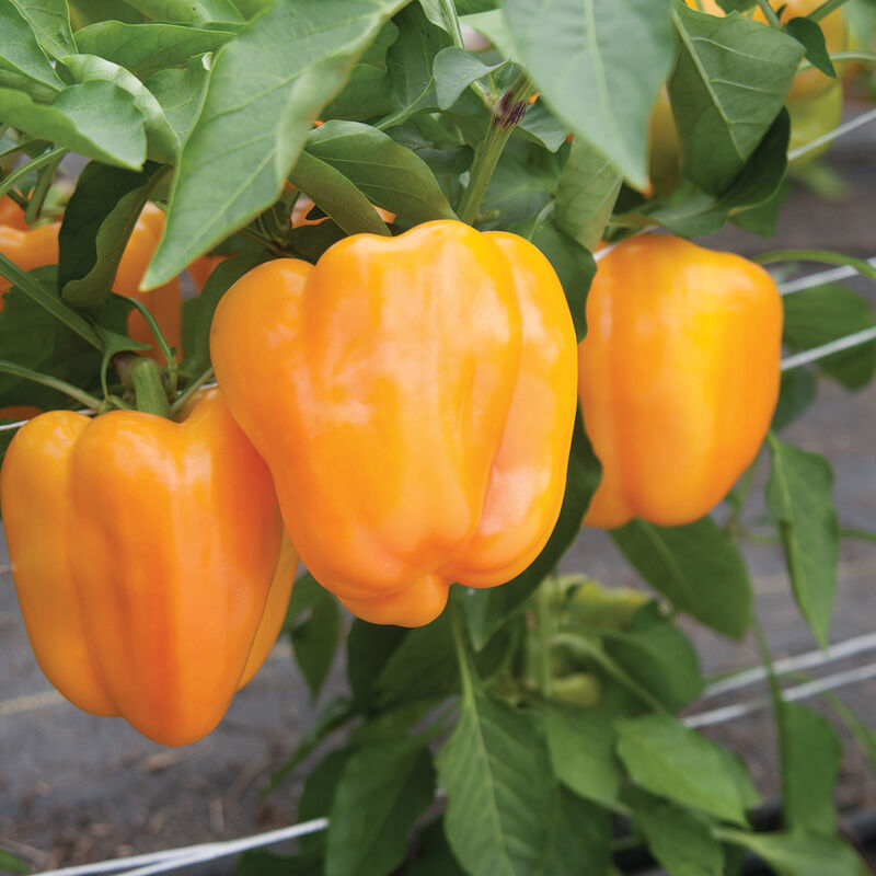 Mature orange-yellow Flavorburst bell peppers located on the plant.