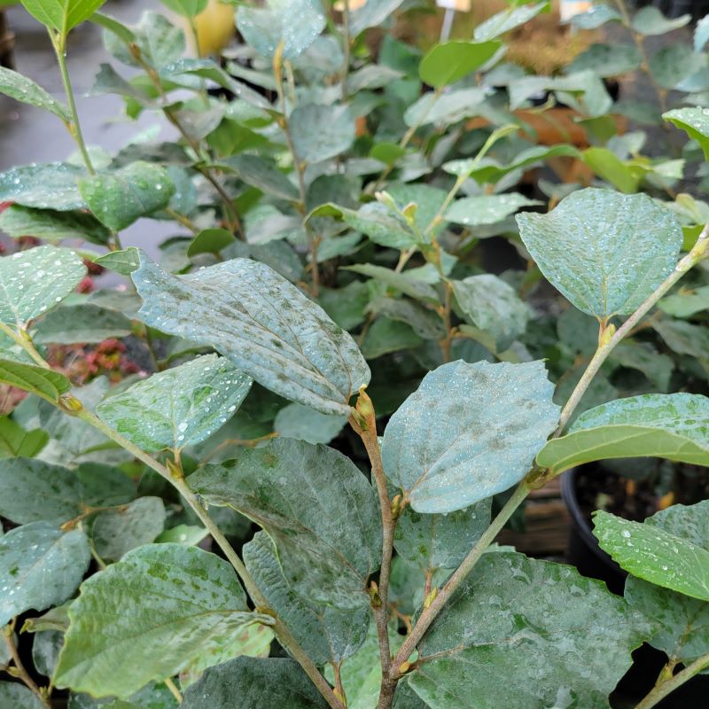 Showy, blue-gray tinted foliage of Forthergilla gardenii 'Blue Shadow' (Dwarf Fothergilla)