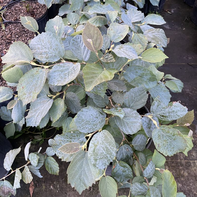 Glaucous leaves of Fothergilla gardenii 'Blue Hawaii'