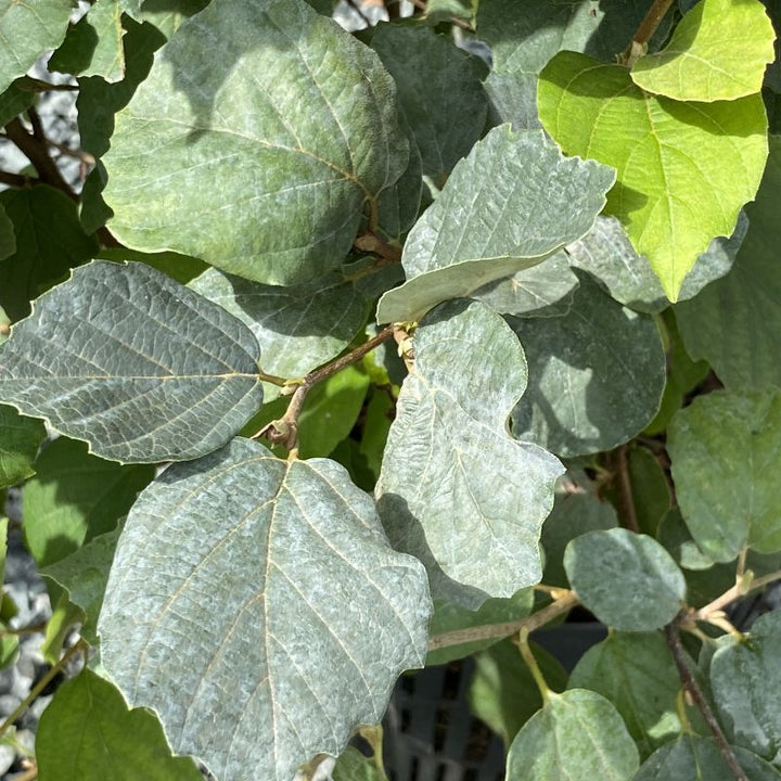 Glaucous leaves of Fothergilla gardenii 'Blue Hawaii'