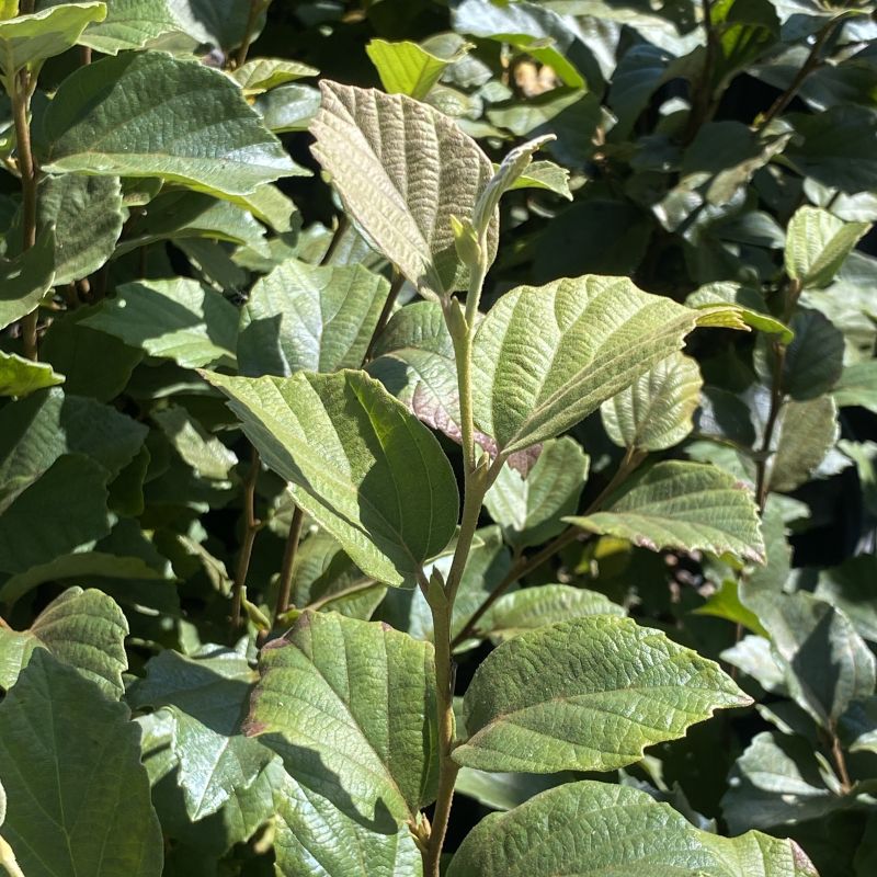 Close-up of green leaves with a blurred background. Fothergilla gardenii 'Suzanne'