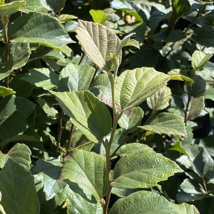Close-up of green leaves with a blurred background. Fothergilla gardenii 'Suzanne'
