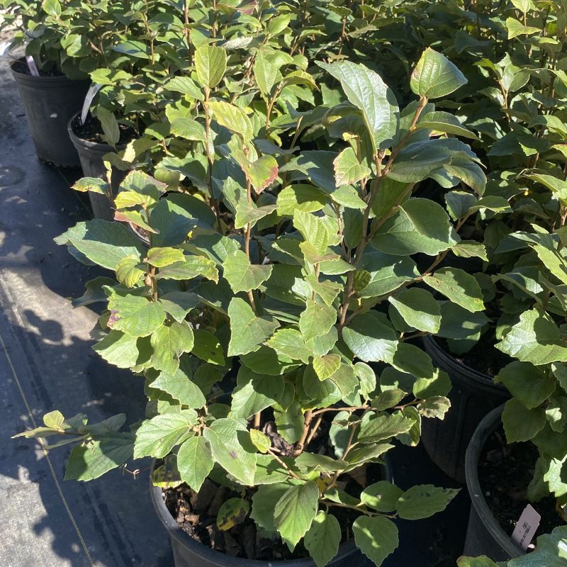 Potted plants with green leaves in a nursery setting. Fothergilla gardenii 'Suzanne'
