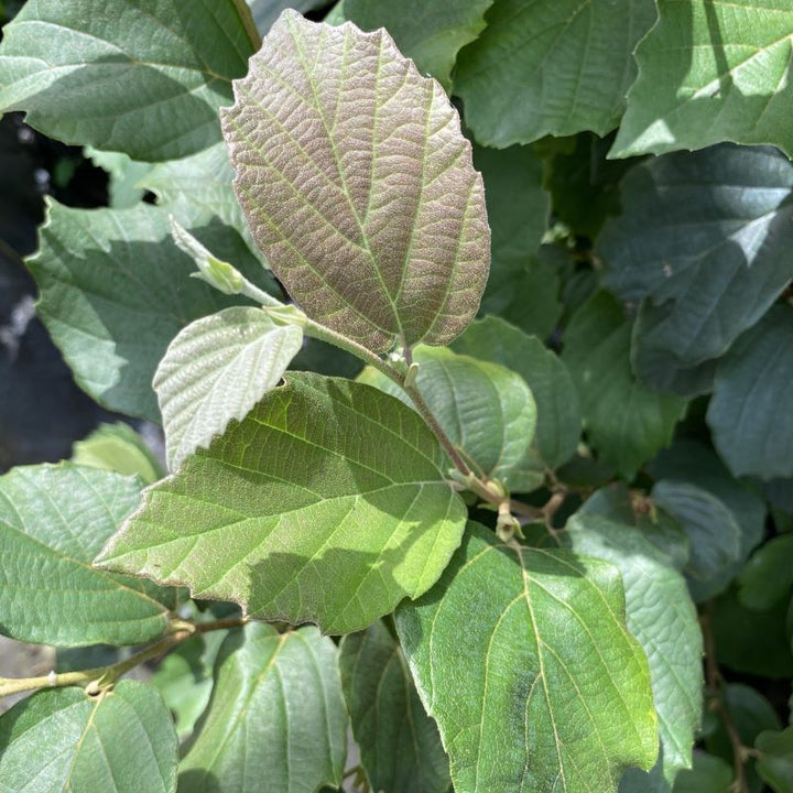 Close-up of Fothergilla gardenii (Dwarf Fothergilla) leaves.