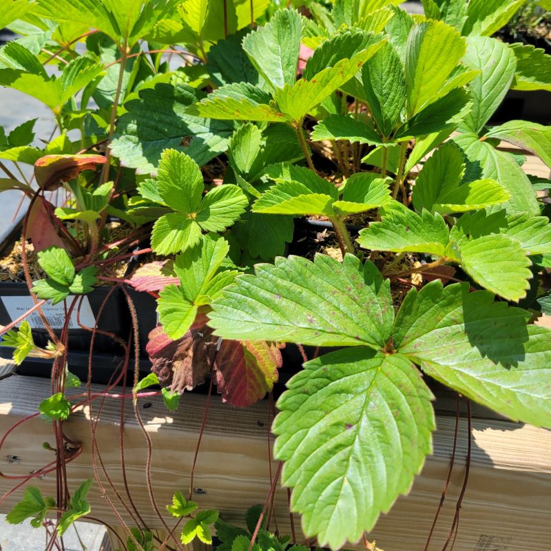 Runners and ruffled foliage of Fragaria virginiana (Wild Strawberry), grown in quart-sized containers