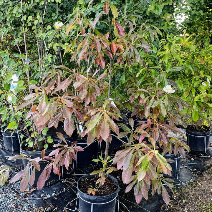 Franklinia alatamaha (Franklin Tree) with fall colors in a 7-gallon pot.