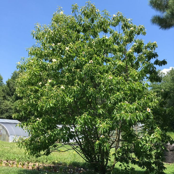 Large Franklinia alatamaha (Franklin Tree) grown in open conditions.