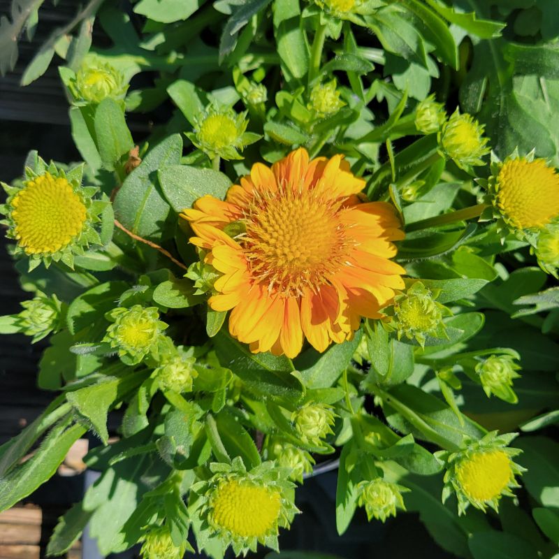 A close-up photo of the soft green leaves and profuse yellow-orange blooms of Gaillardia 'Arizona Apricot' blanketflower