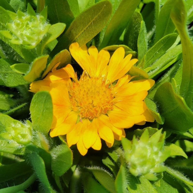 A close-up photo of the golden yellow flower of Gaillardia aristata 'Spintop Mango' blanketflower