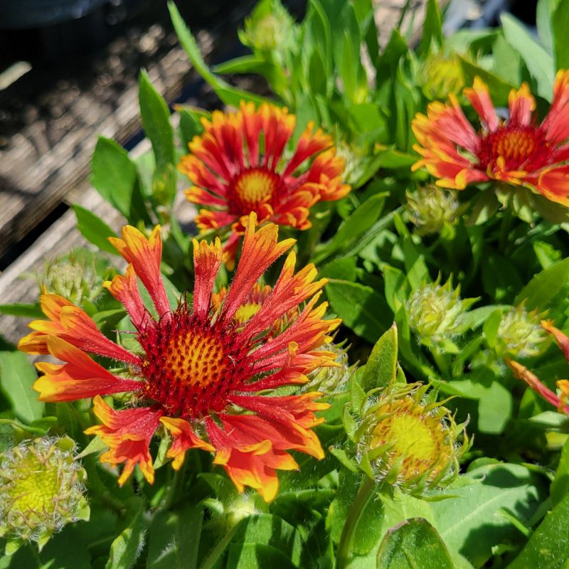 A close-up photo of the large, sun-like flowers of Gaillardia aristata 'Spintop Copper Sun' with red and orange-gold hues