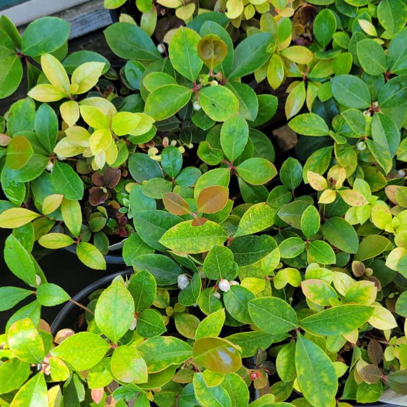 A close-up photo of the multi-tone, glossy green foliage of Gaultheria procumbens 'Redwood' creeping wintergreen