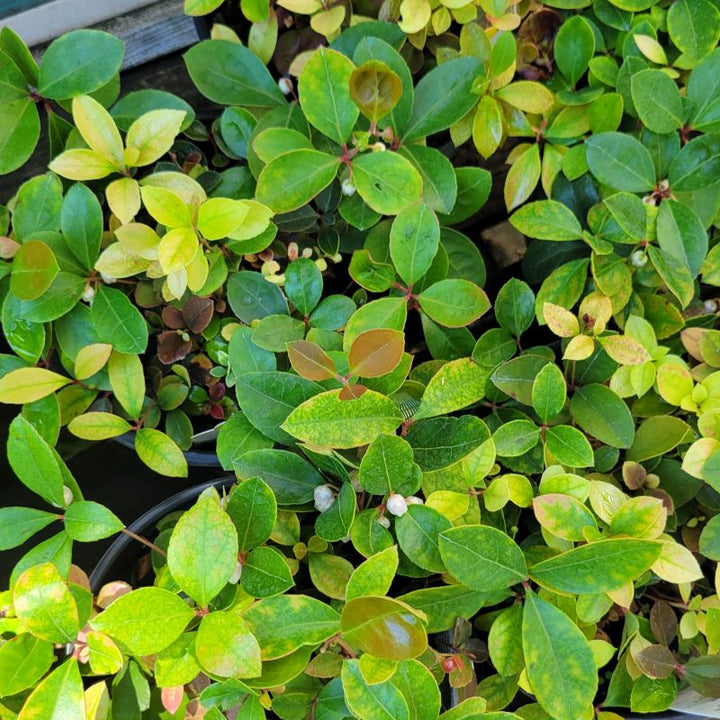 A close-up photo of the multi-tone, glossy green foliage of Gaultheria procumbens 'Redwood' creeping wintergreen