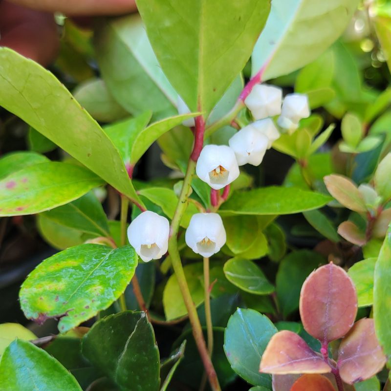 A close-up photo of the delicate white, bell-shaped flowers of 'Redwood' creeping wintergreen (Gaultheria procumbens)