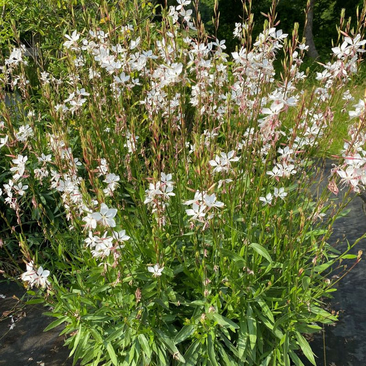 Oenothera (Guara) lindheimeri 'Siskiyou Pink' in bloom with pale flowers, grown in quart-size pots.