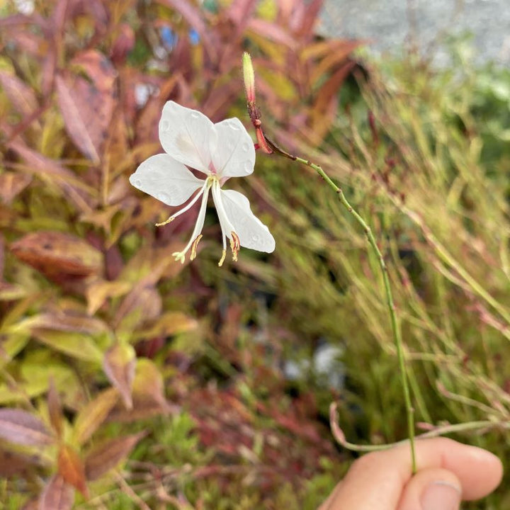 Close-up of Oenothera (Guara) lindheimeri 'Siskiyou Pink' flower with white petals and darker pink perianth.