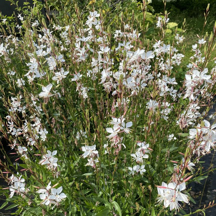 Oenothera (Guara) lindheimeri 'Whirling Butterfly' in bloom with blush-white flowers; grown in quart-size containers.