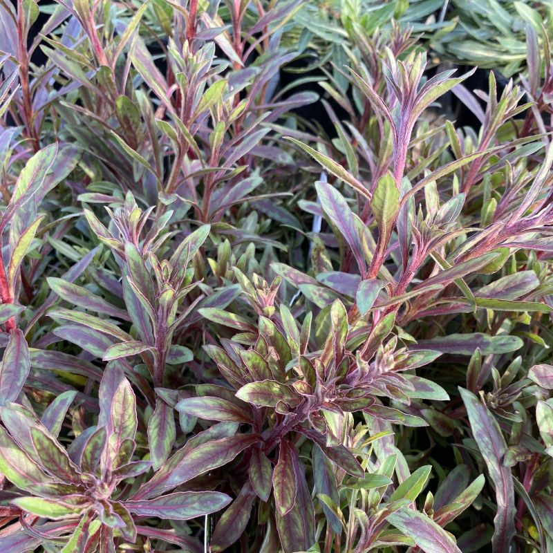 Early season foliage of Oenothera lindheimeri 'Siskiyou Pink' with pink and purple accents.