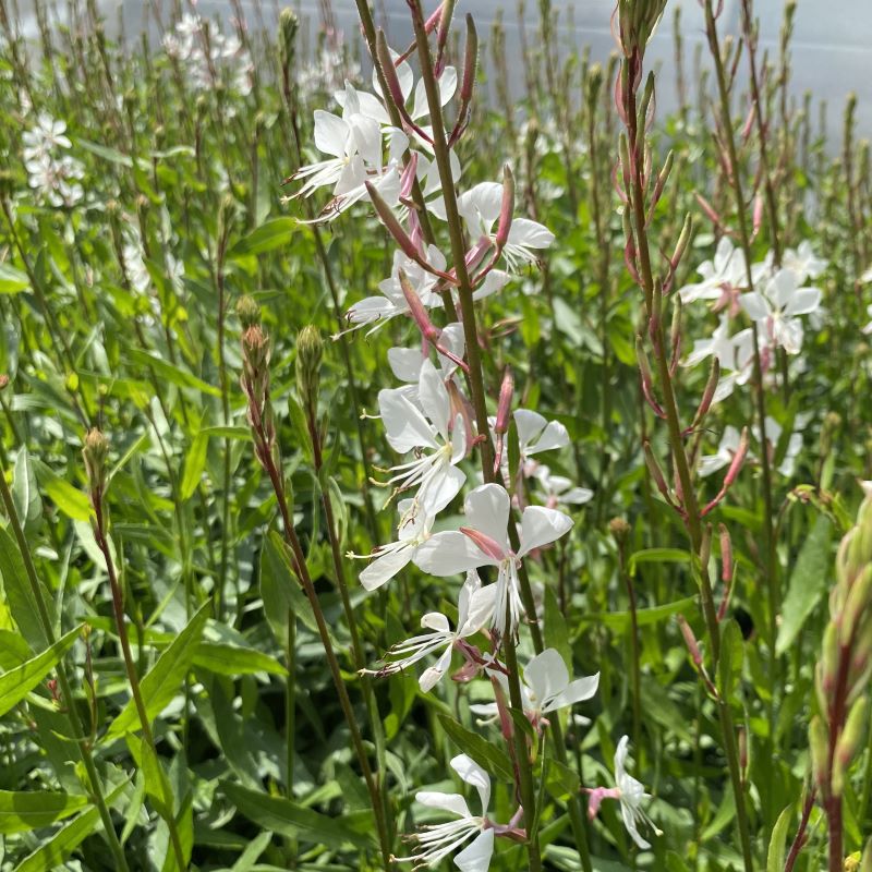 Close-up of the pink and white butterfly-like flowers of Oenothera (Guara) lindheimeri 'Whirling Butterfly'.