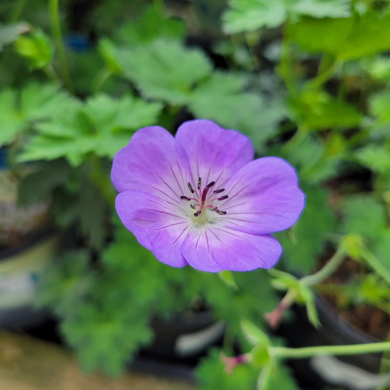 A close-up photo of the azure-blue and vibrant purple bloom of Geranium 'Azure Rush'