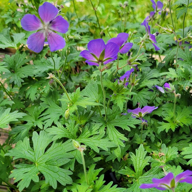 A close-up photo of the lobed green foliage and dark blue-purple flowers of 'Johnson's Blue' geranium
