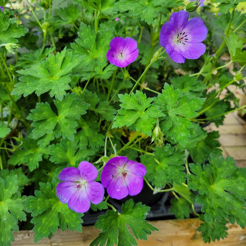 The green, multi-lobed leaves and striking blue-purple blooms of 'Rozanne' hybrid geranium