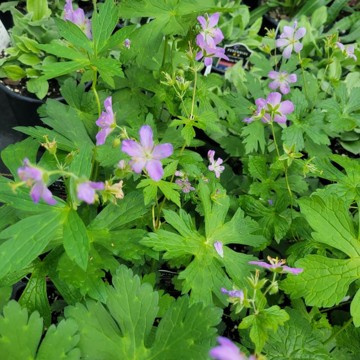 Geranium maculatum (Wild Geranium) Unity Grown