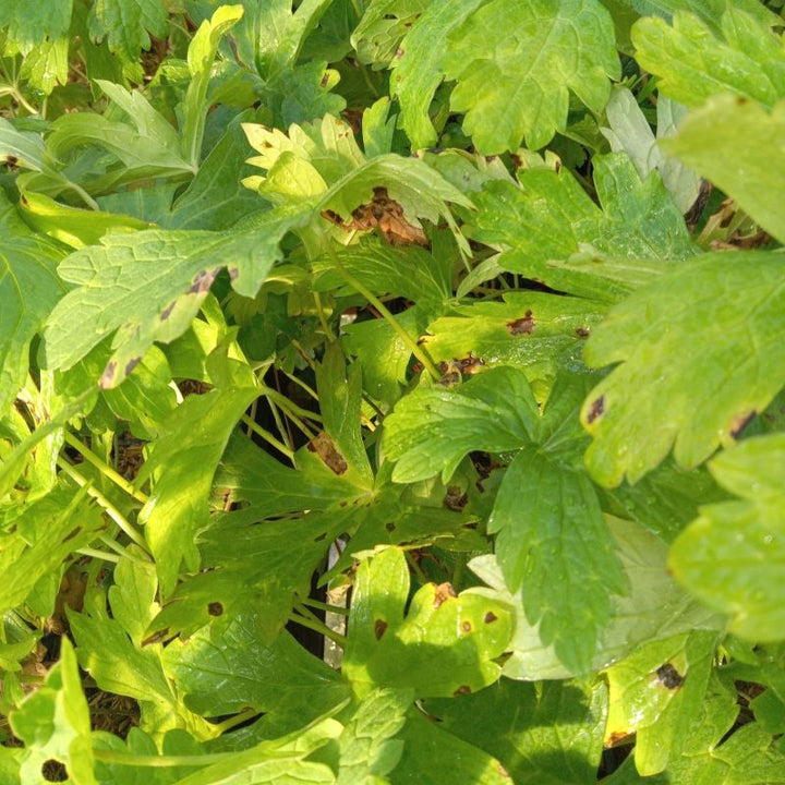 Wide-lobed foliage of Geranium maculatum (Wild Geranium), grown in quart-sized pots