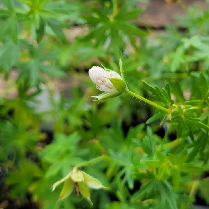 A close-up photo of the developing white flower bud of Geranium sanguineum 'Album'