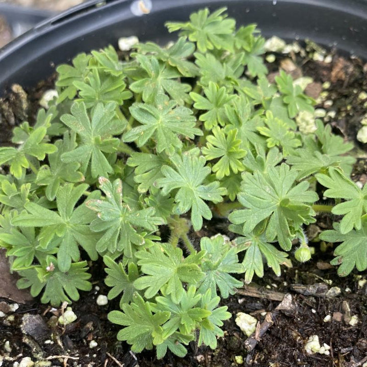 Geranium sanguineum 'Max Frei' (Bloody Cranesbill)