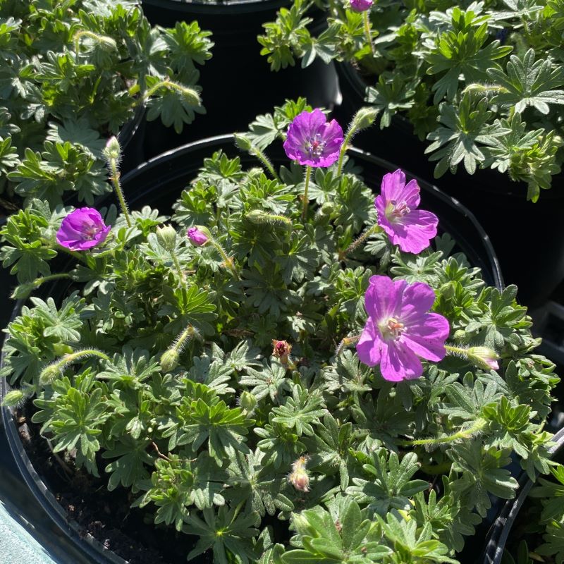 Geranium sanguineum 'Max Frei' (Bloody Cranesbill) – Unity Church Hill ...