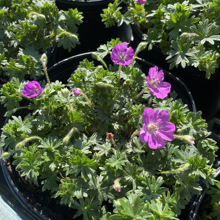 Geranium sanguineum 'Max Frei' (Bloody Cranesbill)