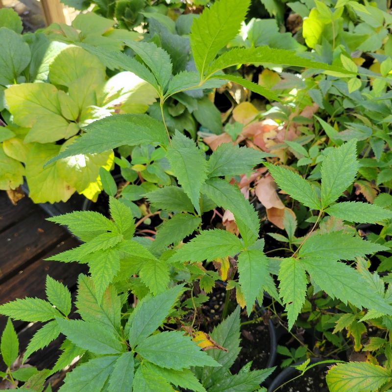 Close-up of the three-leaved bunches of Gillenia trifoliata (Bowman's Root)