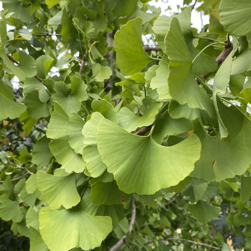 Close-up of green summer foliage of Ginkgo biloba 'Princeton Sentry®'