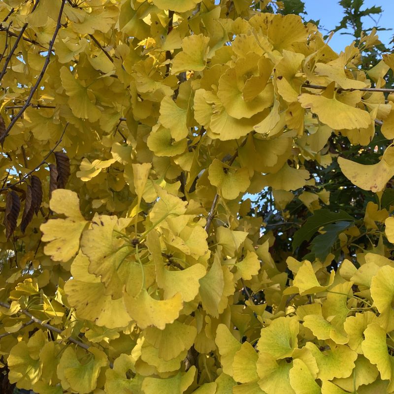 Close-up of yellow fall foliage of Ginkgo biloba 'Princeton Sentry®'