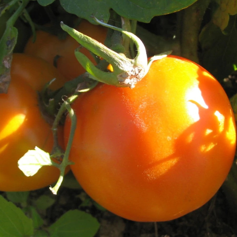 A close-up photo of the even, golden-yellow fruit of a Golden Jubilee tomato plant.