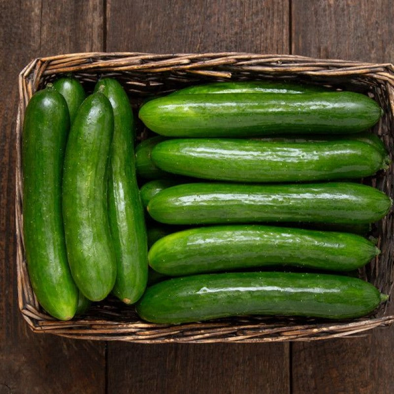 A basketful of Green Finger cucumber fruits.