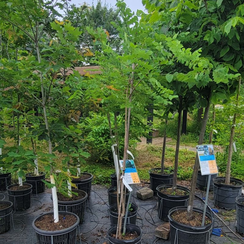 A photo of a Kentucky Coffeetree (Gymnocladus dioicus) grown in a 7-gallon container, showing its structure