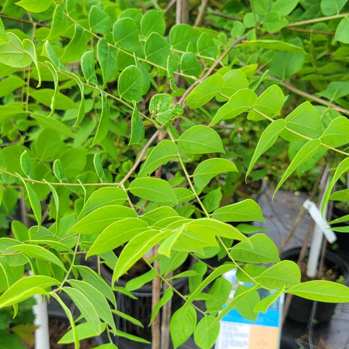 A close-up photo of the unique pinnate leaves of Kentucky Coffeetree (Gymnocladus dioicus)
