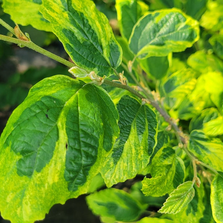 A close-up photo of a few of the marbled green tones of Hamamelis virginiana 'Little Prospect' leaves