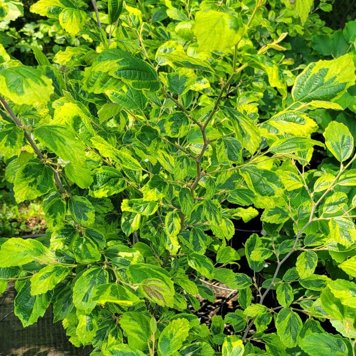A photo of the multi-colored green and lime-green variegated foliage of Hamamelis virginiana 'Little Prospect'